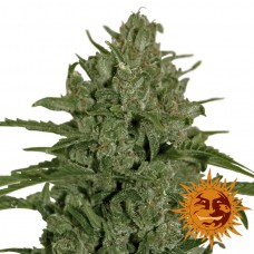 Triple Cheese - Barney's Farm